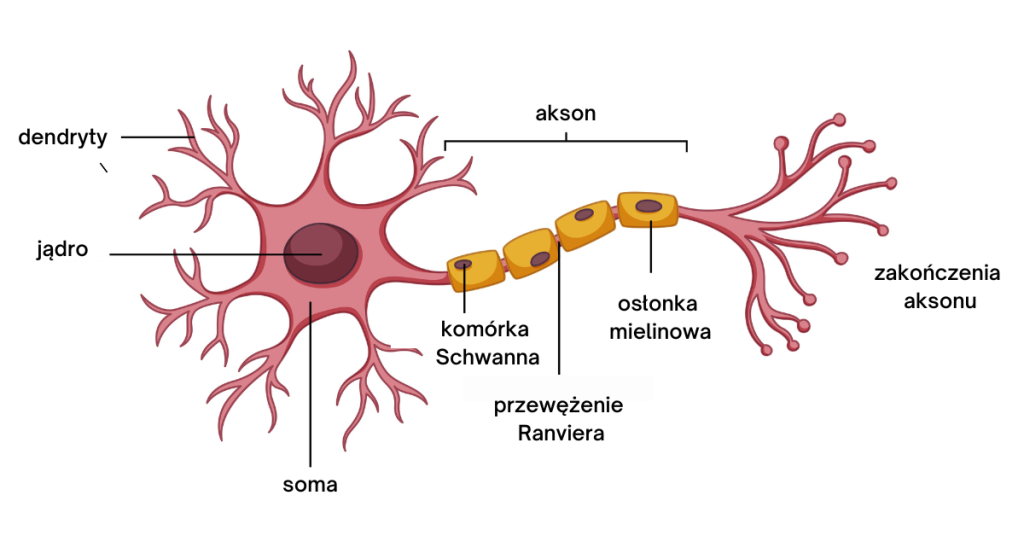 Budowa neuronu