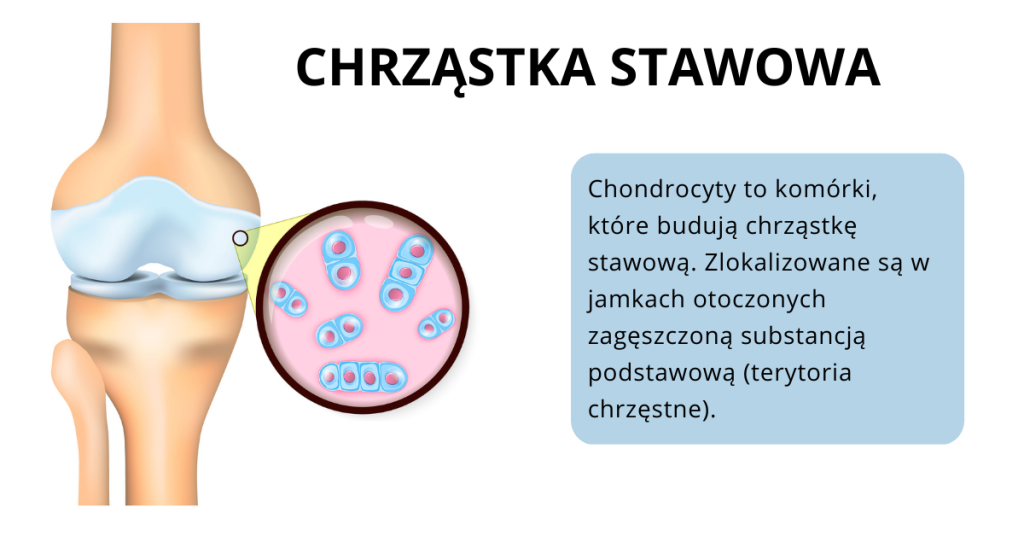 Chondrocyty w chrząstce stawowej