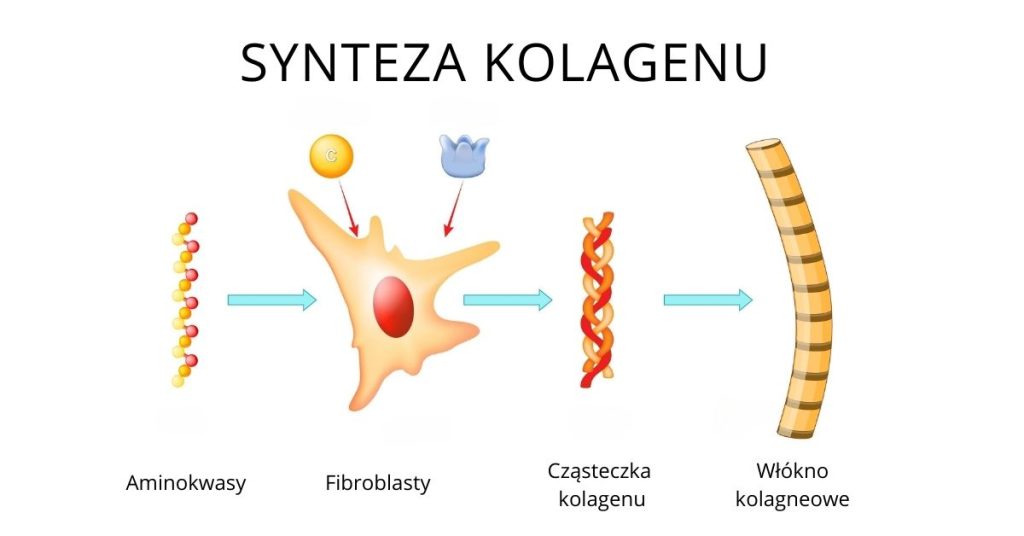 Synteza kolagenu