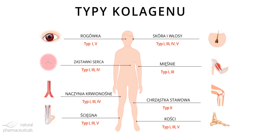 Typy kolagenu