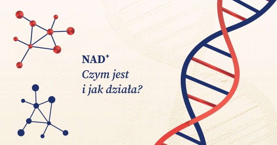 Obraz przedstawia cząsteczki NAD+ oraz podkreśla ich znaczenie i funkcjonowanie w organizmach żywych.